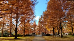 亀戸中央公園のメタセコイアの紅葉