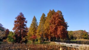 水元公園水生植物園のメタセコイアの紅葉
