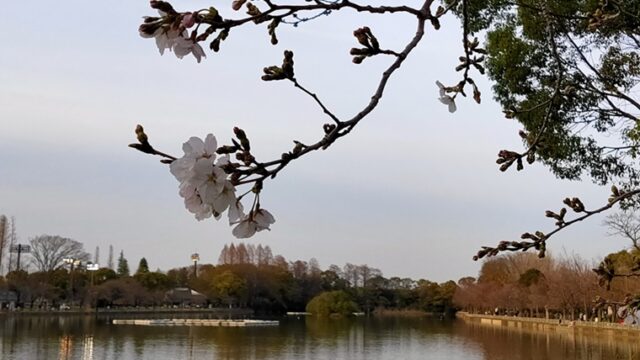 浮間公園の桜と池