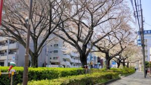 千川通りの桜並木