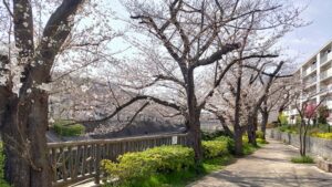 南田中アパート付近の石神井川の桜