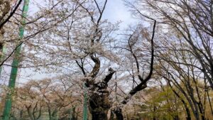 石神井公園の桜の巨木