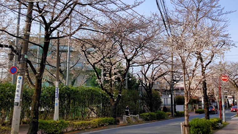 大泉学園通りの桜並木