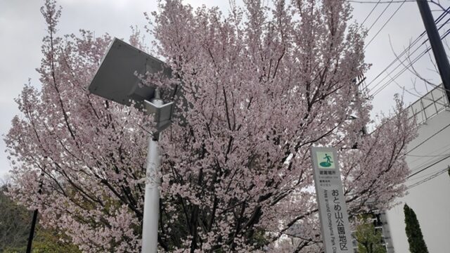 おとめ山公園の桜