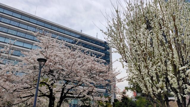中野四季の森公園の桜