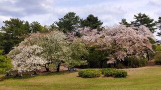 都立光が丘公園の桜