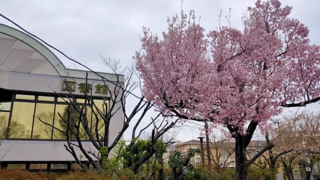 上池袋さくら公園の桜と図書館