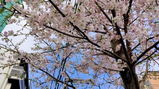 滝野川桜通りの桜と青空