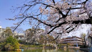 見次公園の桜と池