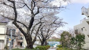 蓮根川緑道の桜