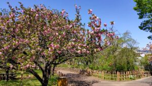 足立区都市農業公園の桜と園路