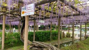 拝島公園のフジの幹と花