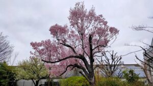 上池袋さくら公園の満開の桜