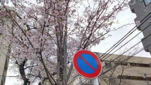 滝野川桜通りの桜と道路標識