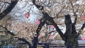 見次公園の桜