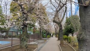 板橋区立城北公園の桜並木