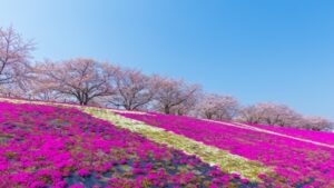 荒川赤羽桜堤緑地の白とピンクの芝桜