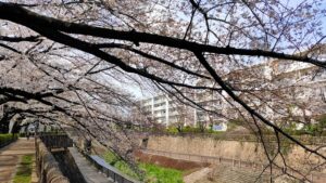 石神井川の桜と南田中アパート