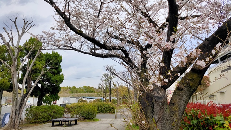 蓮根川緑道の桜