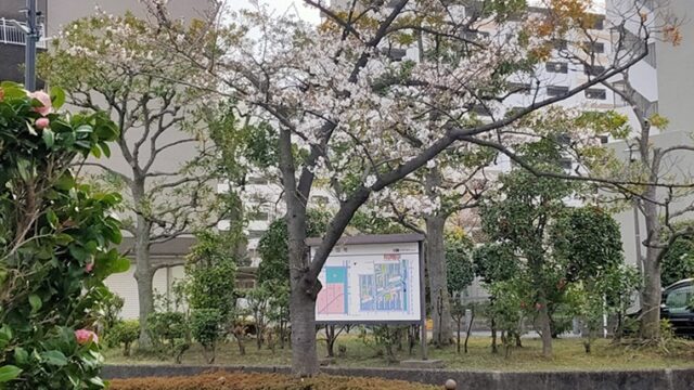 前谷津川緑道高島平9丁目の桜