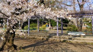 高稲荷公園の桜とベンチ