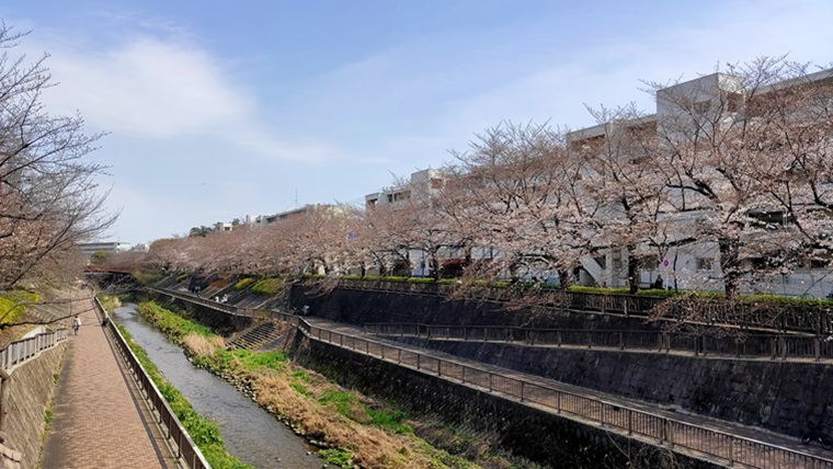 南田中アパート付近の石神井川の桜並木