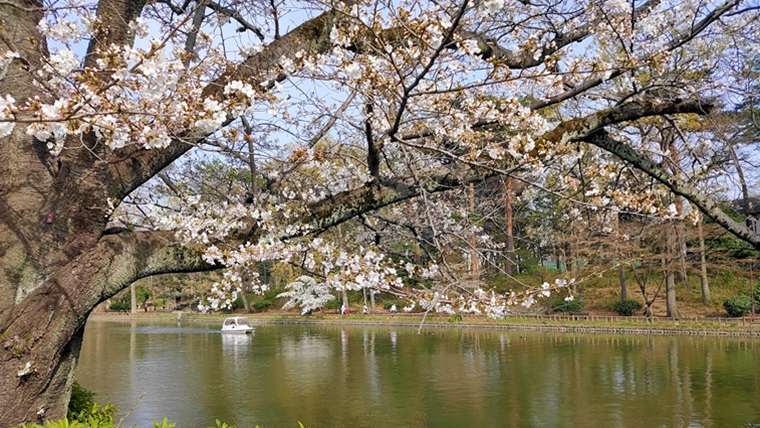 石神井公園の桜と石神井池