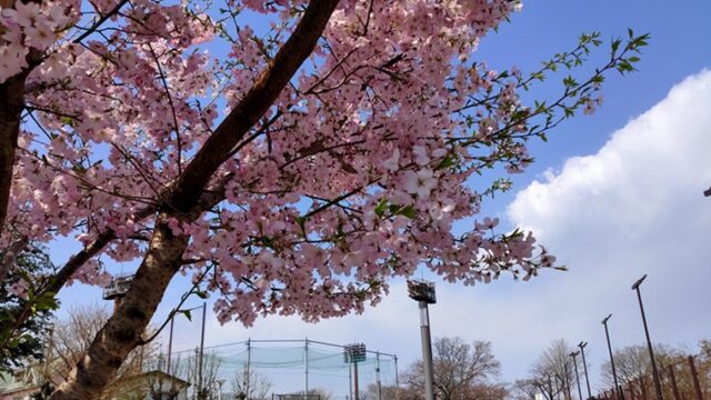 小豆沢公園の桜