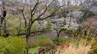 戸山公園箱根山から見た桜