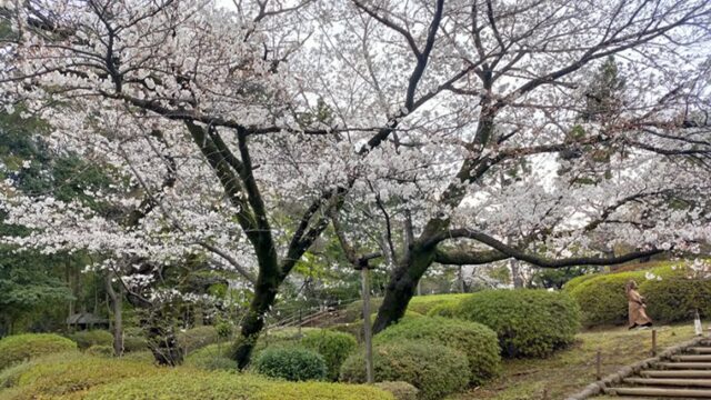 哲学堂公園の桜