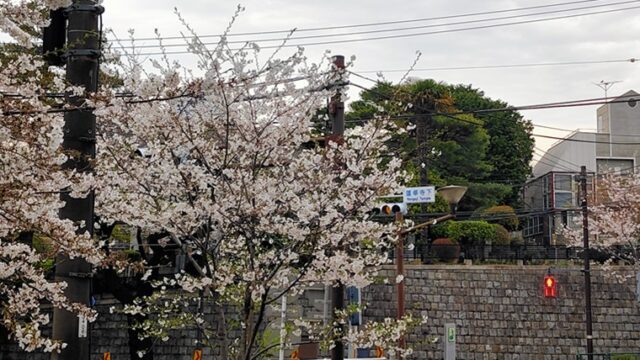 中野通りと新青梅街道の桜並木