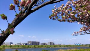 足立区都市農業公園の桜と荒川