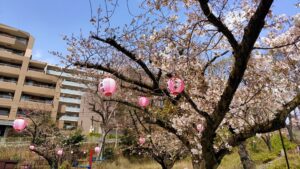 見次公園の桜とぼんぼり