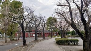 板橋区立城北公園の桜並木と広場