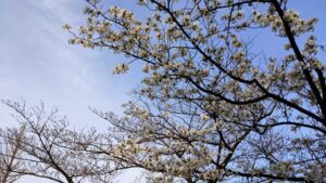 浮間公園の桜と青空
