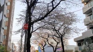 大泉学園通りの大きな桜