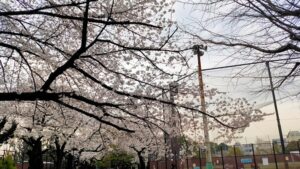 哲学堂公園野球場付近の桜