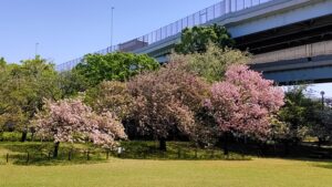 足立区都市農業公園の桜と高速道路