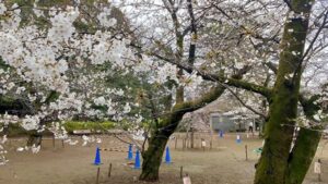 哲学堂公園さくらの広場の桜