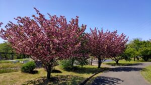 大宮花の丘農林公苑の桜