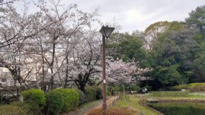 哲学堂公園菖蒲池の桜