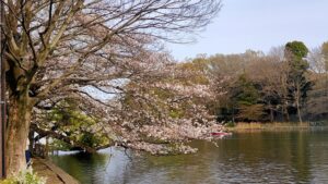 石神井公園石神井池の桜