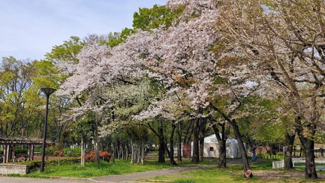 都立赤塚公園の桜