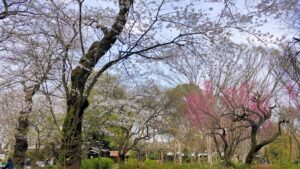 石神井公園三宝寺池くぬぎ広場の桜