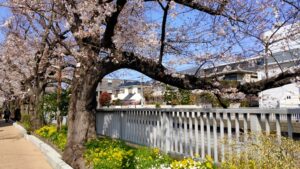 石神井川桜台の桜並木