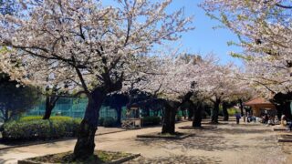 羽根木公園の桜並木