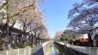 高井戸駅近くの神田川沿いの桜並木