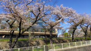 高井戸駅近くの神田川沿いの桜並木と電車