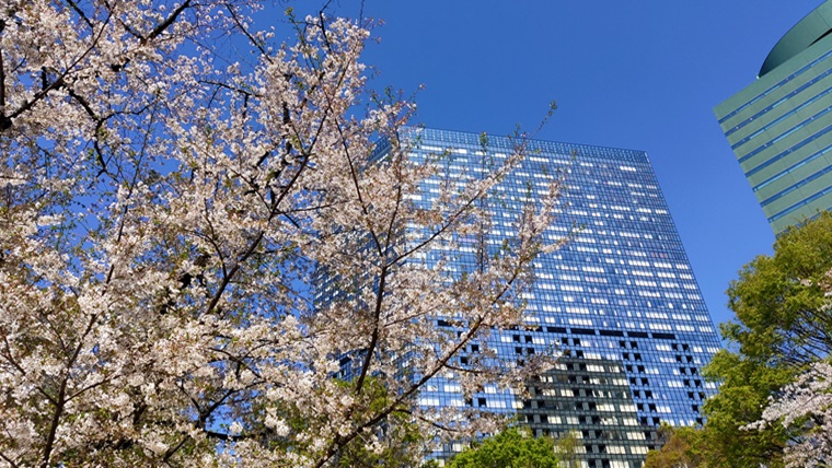 新宿中央公園の桜