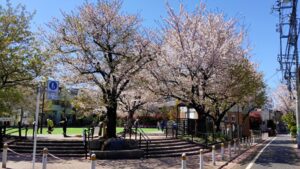 本町さくら公園の入口と桜